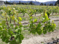 9 Vines