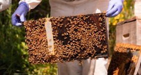 Poster Apiculture Flyer 2025 2026 Season