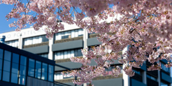 Tuhono Default Image 1080x720 Campus Blossoms