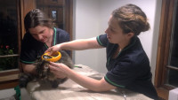 T Cat microchipping clinic
