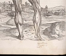 andreas vesalius thumb2